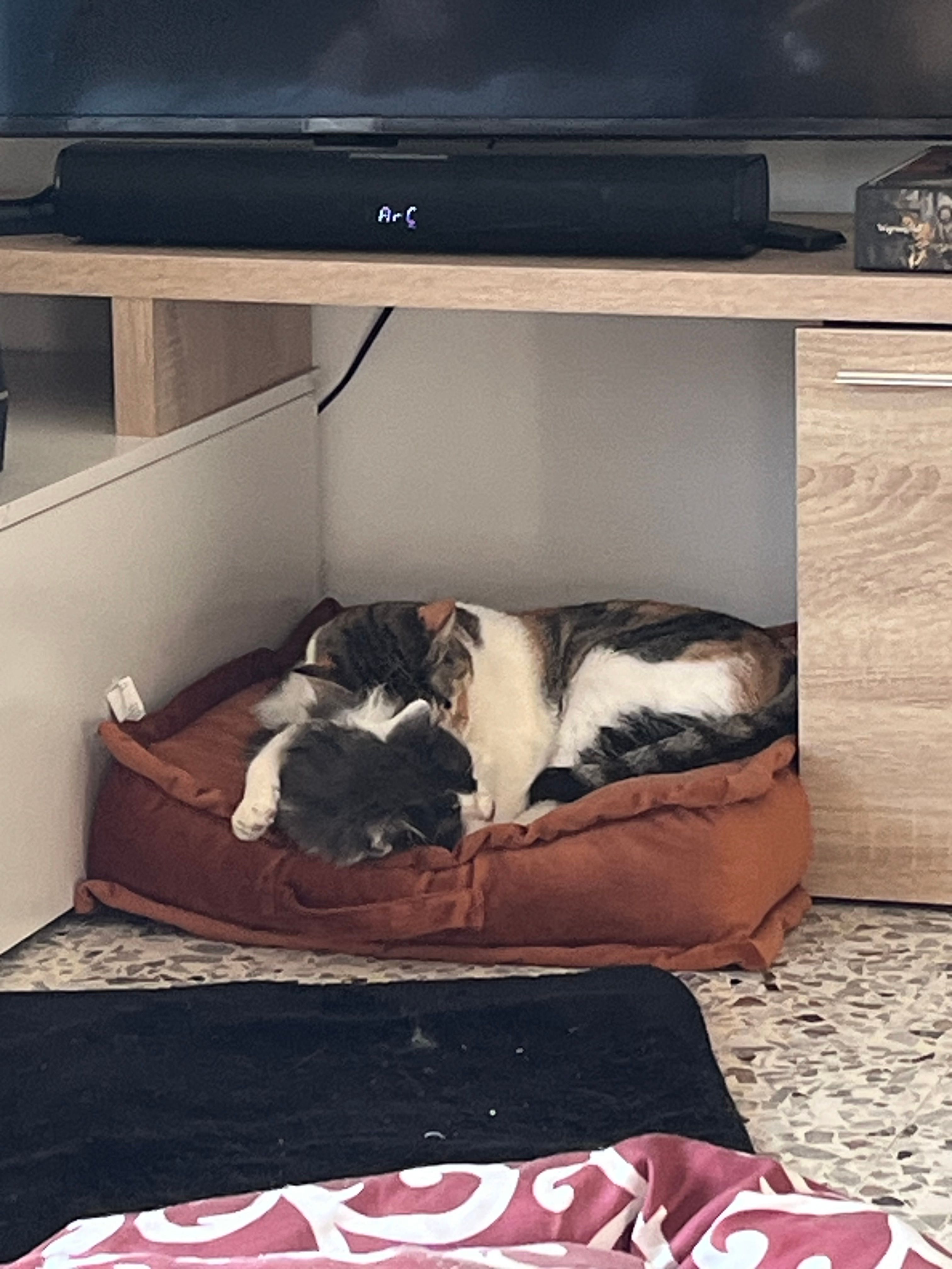 Un gatto in una cuccia