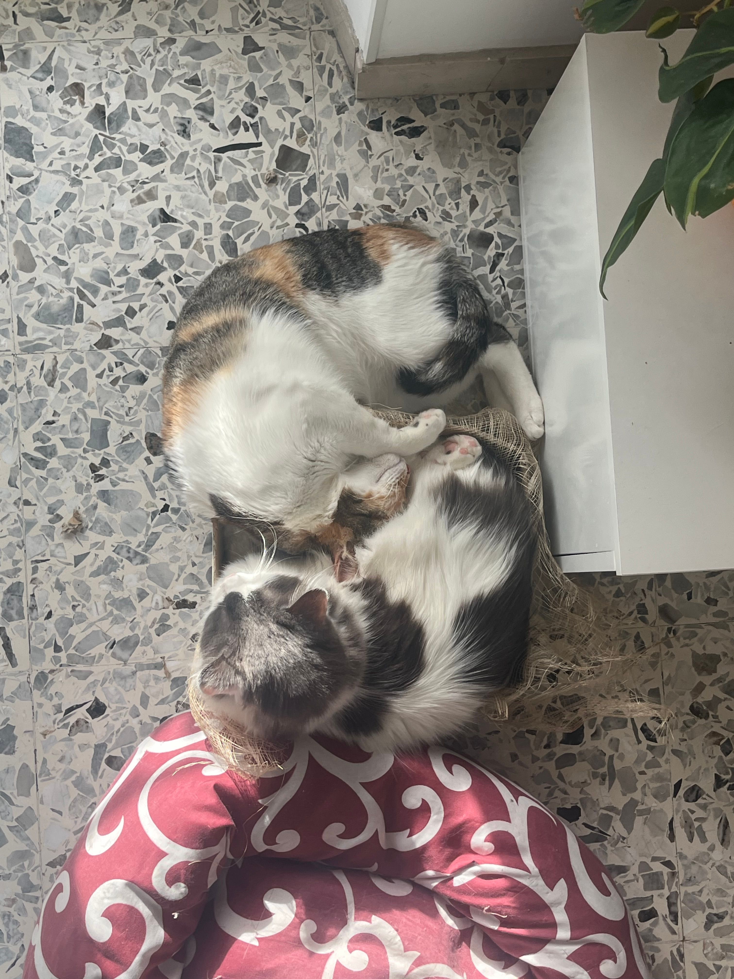 Un gatto tricolore tra le piante
