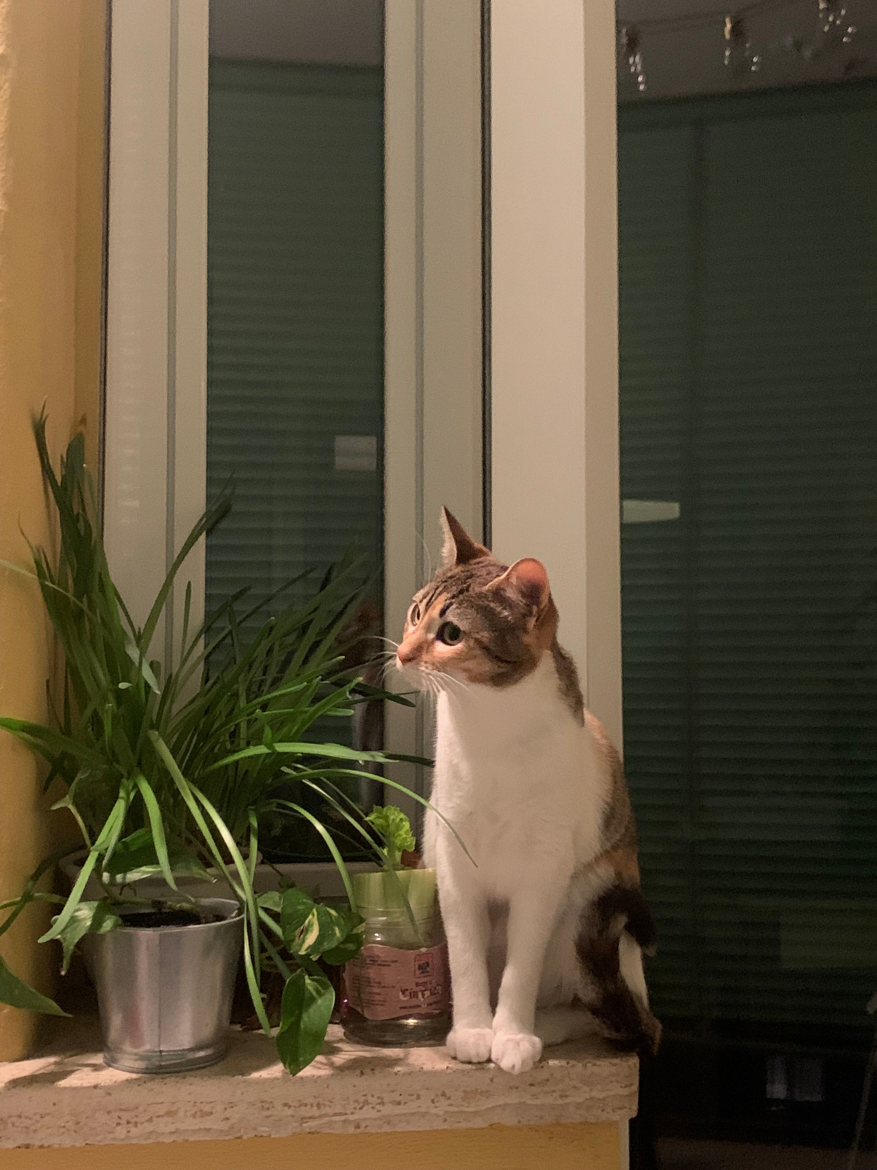 Due gatti che dormono vicini
