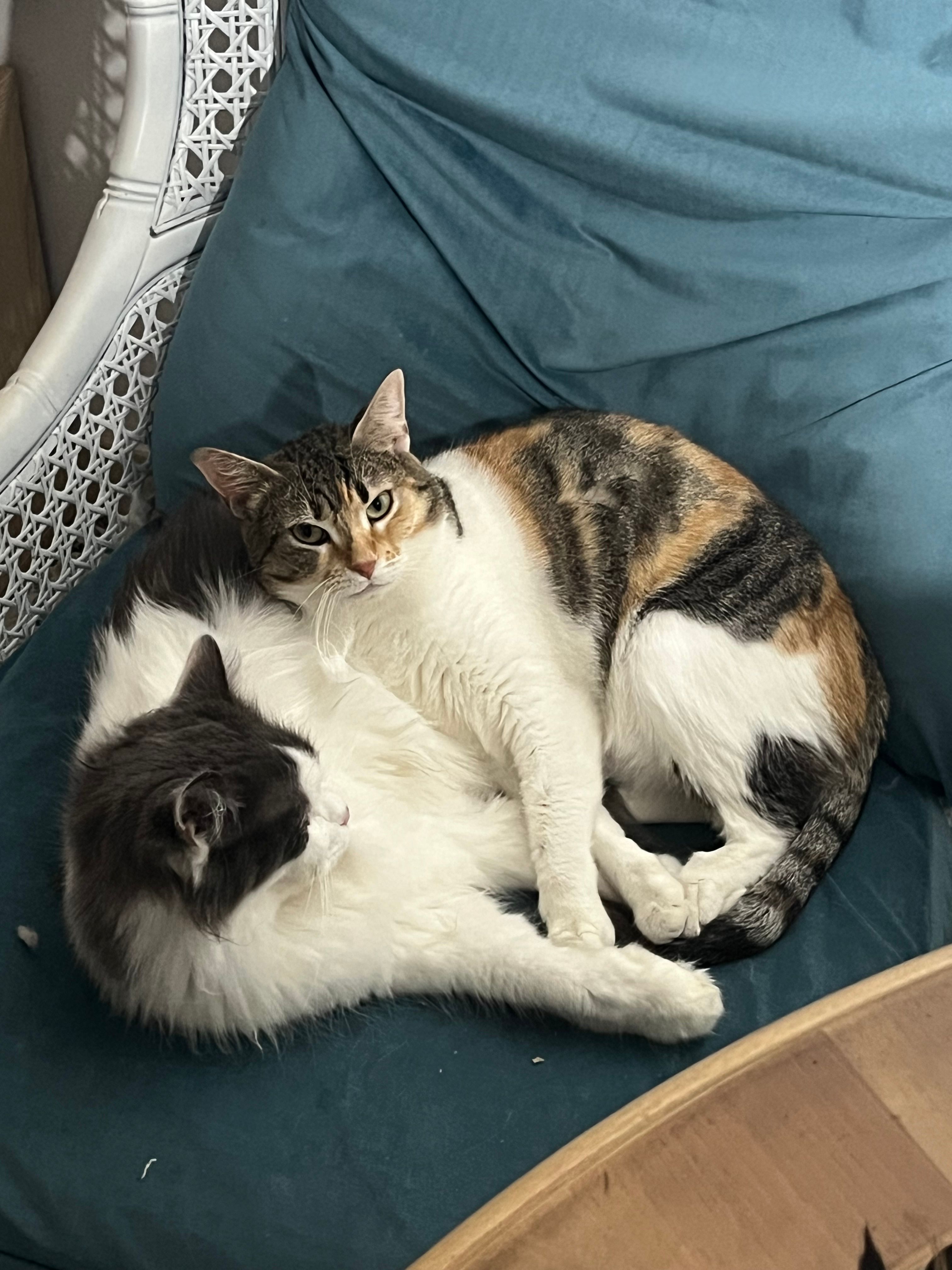 Un gatto acciambellato