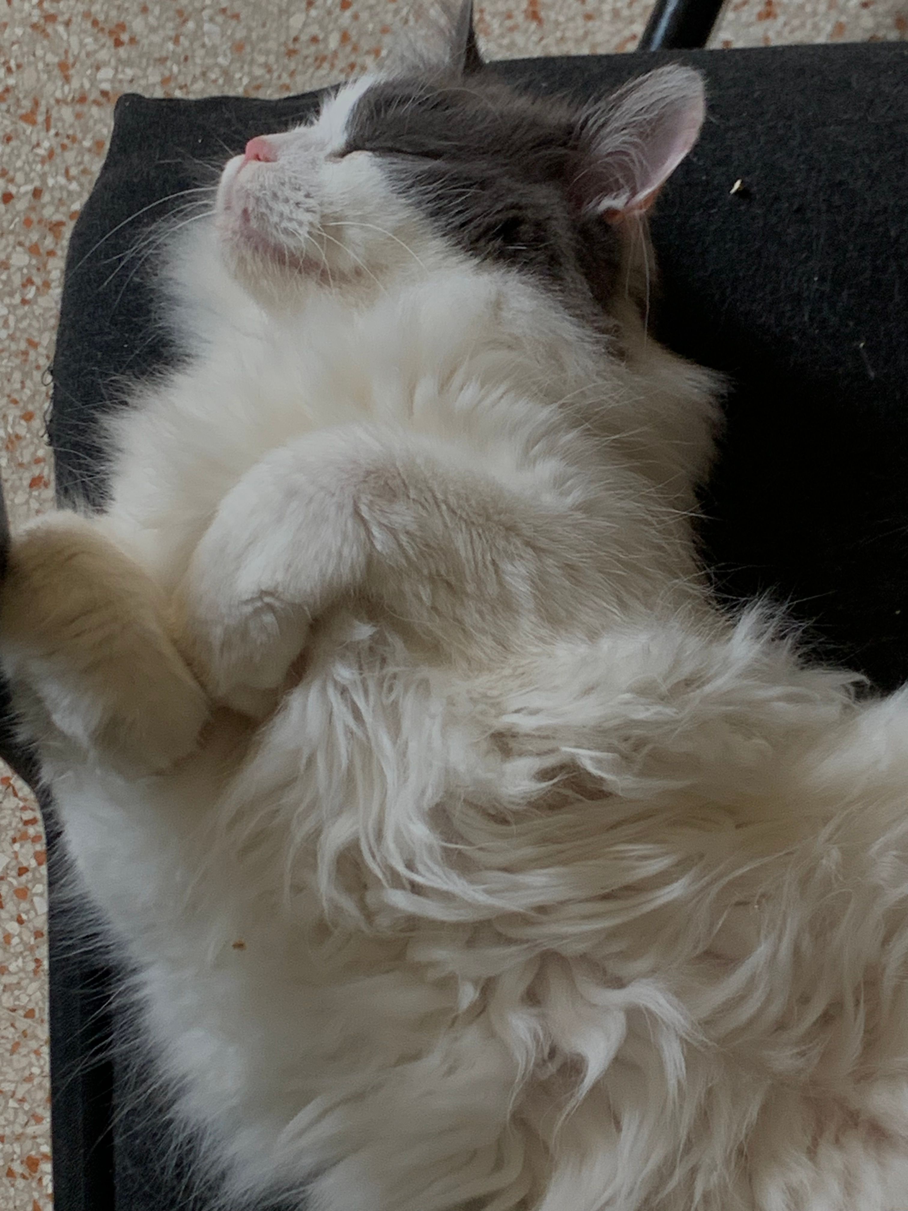 Un gatto bianco e grigio che dorme