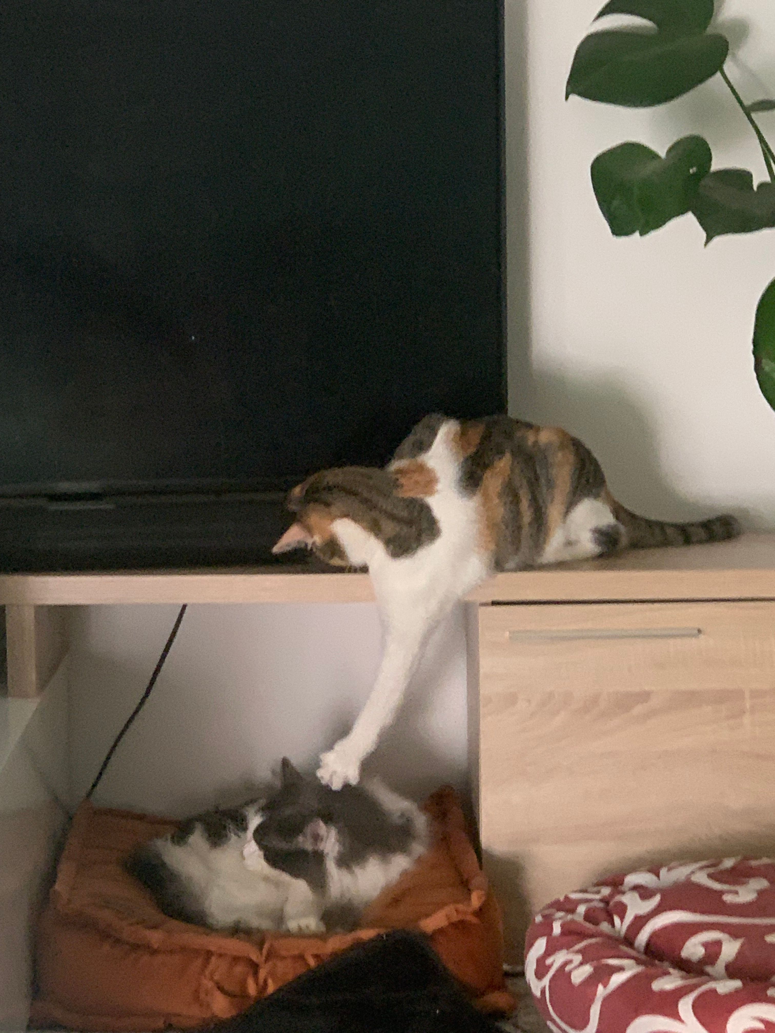 Un gatto che gioca