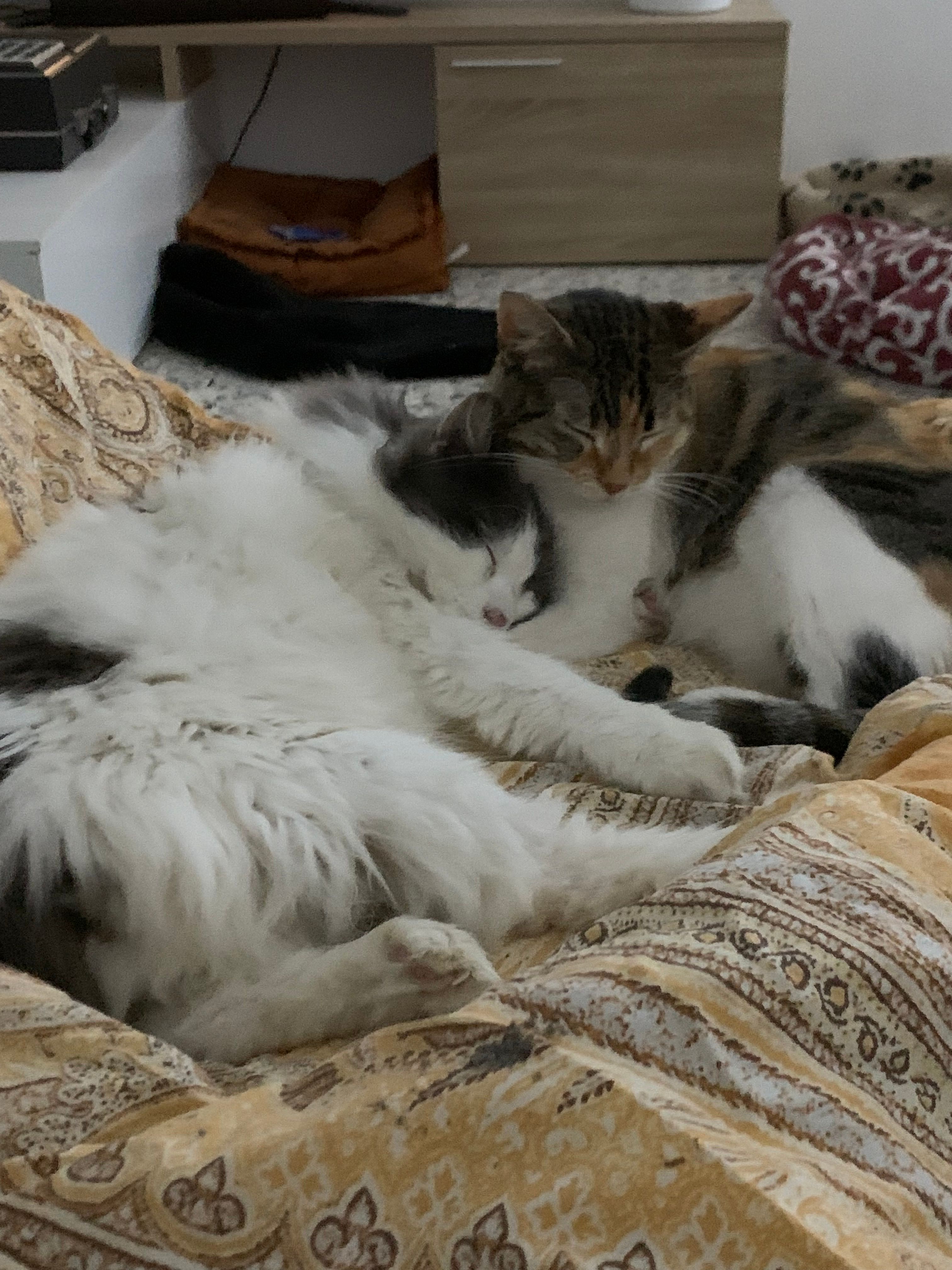 Due gatti abbracciati