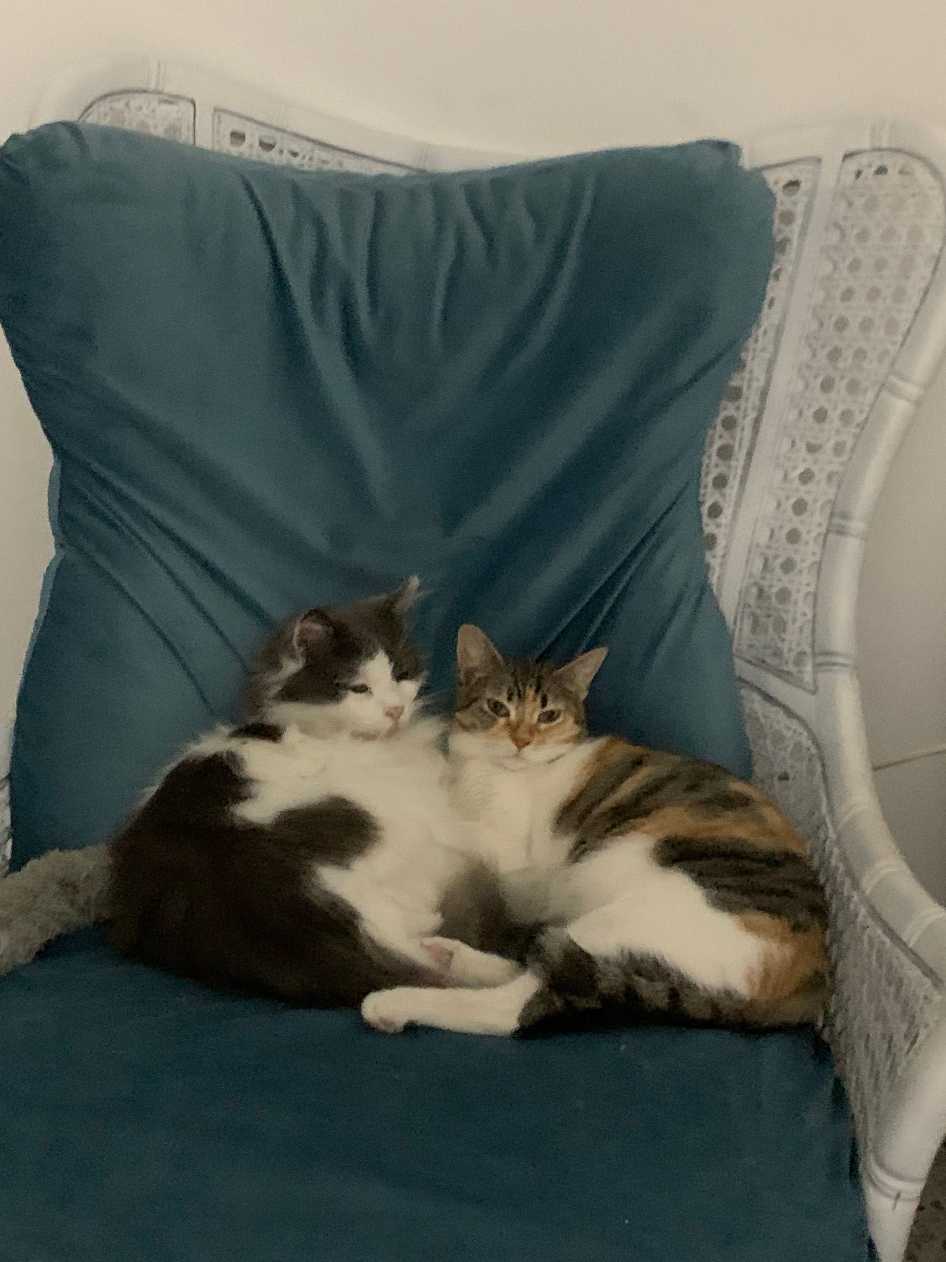 Un gatto su una poltrona